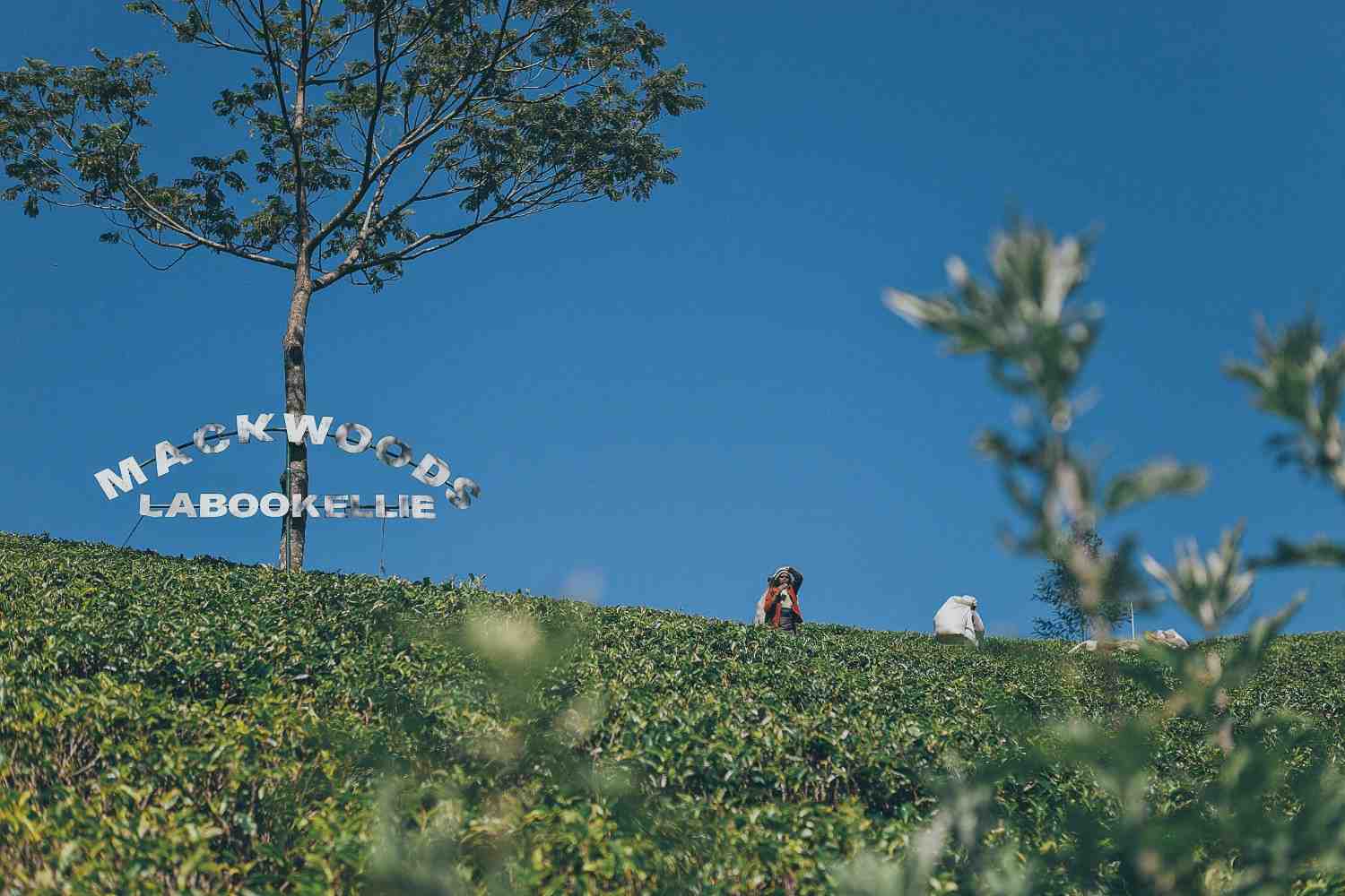 mackwoods-estate-nuwaraeliya-sri-lanka