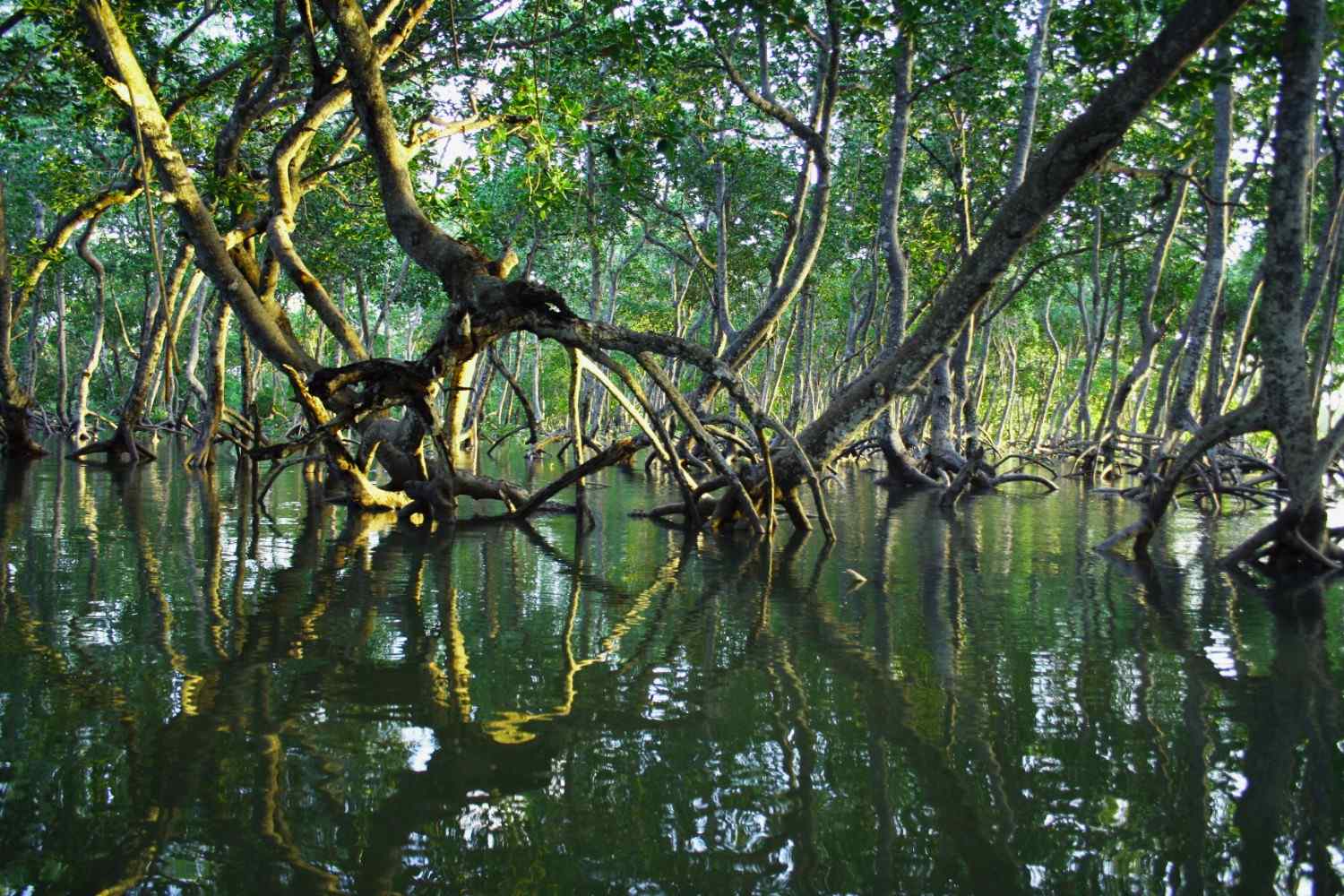 madu-river-boat-safari-sri-lanka