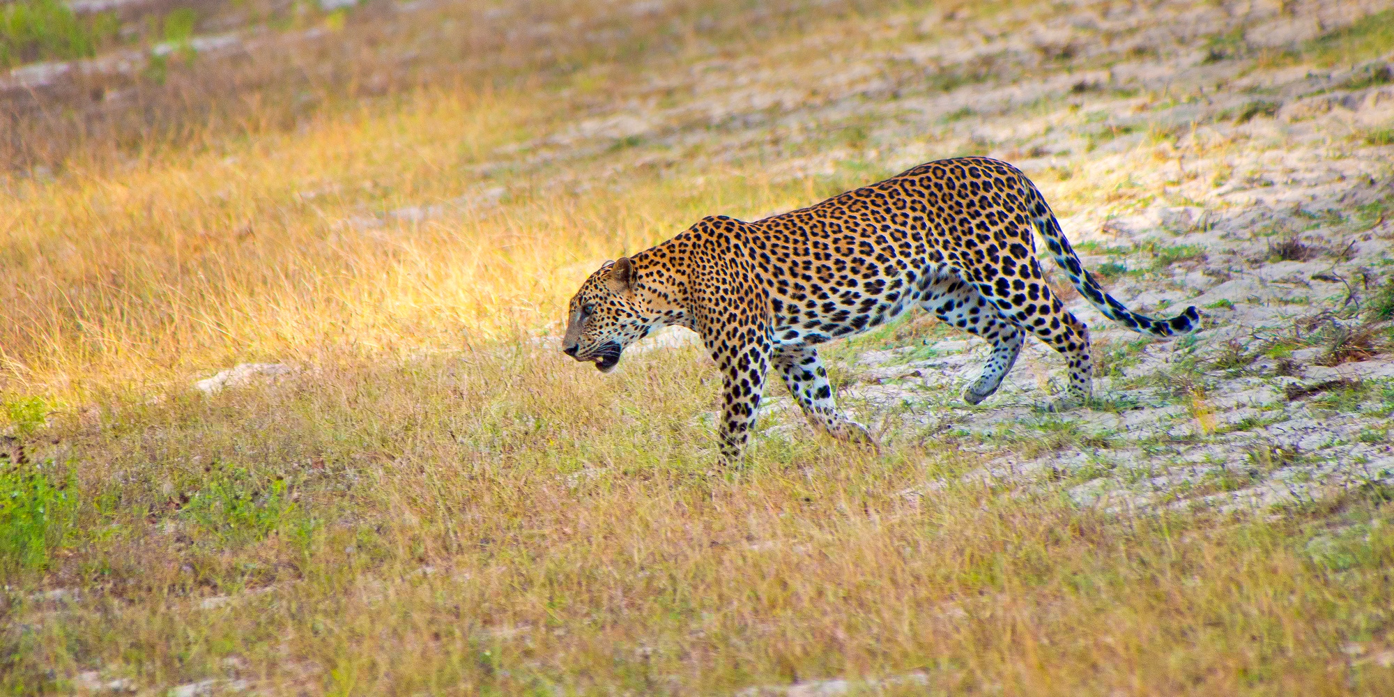 Spot Leopards and Wild Wonders