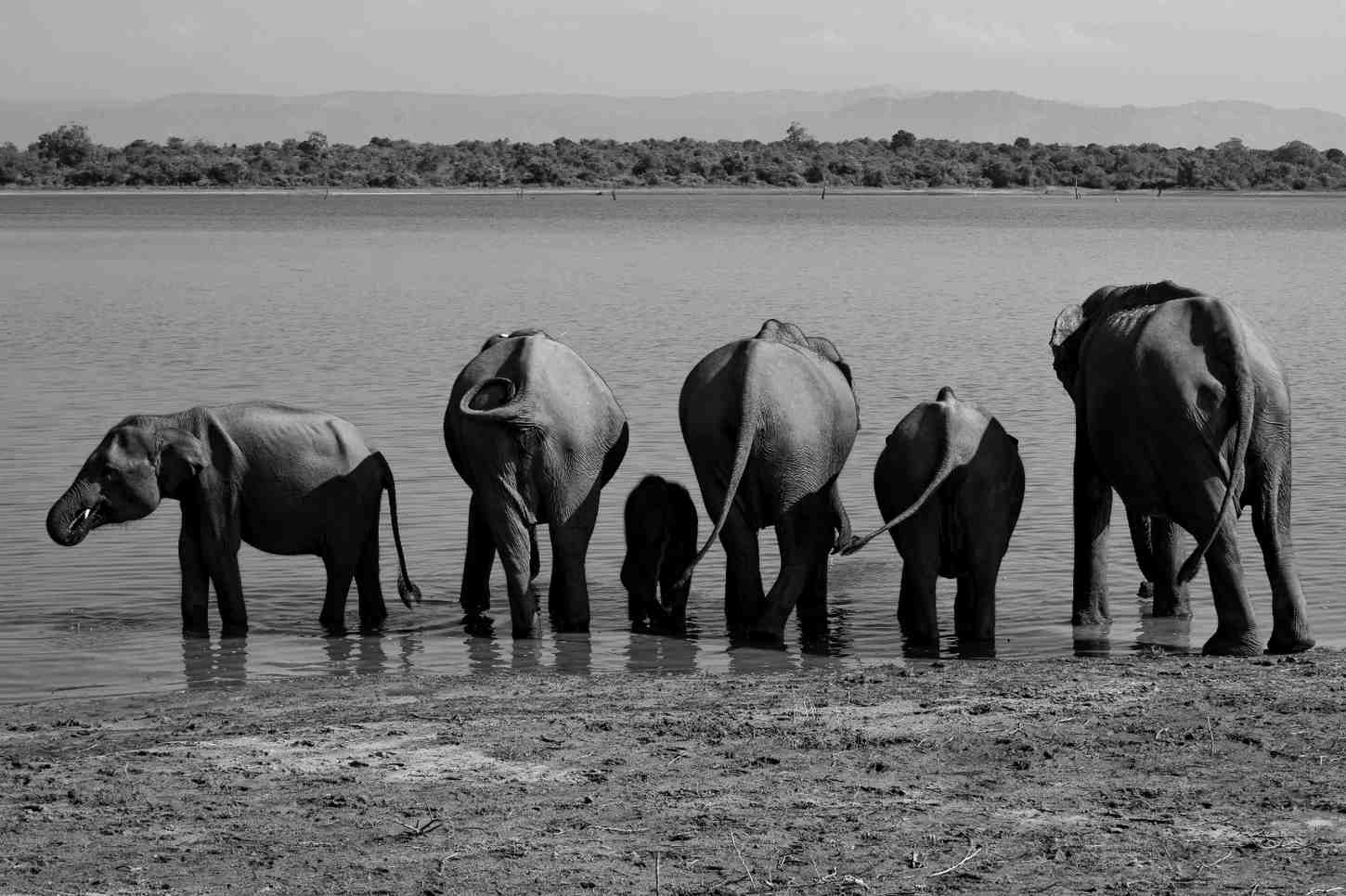 yala-elephants-sri-lanka
