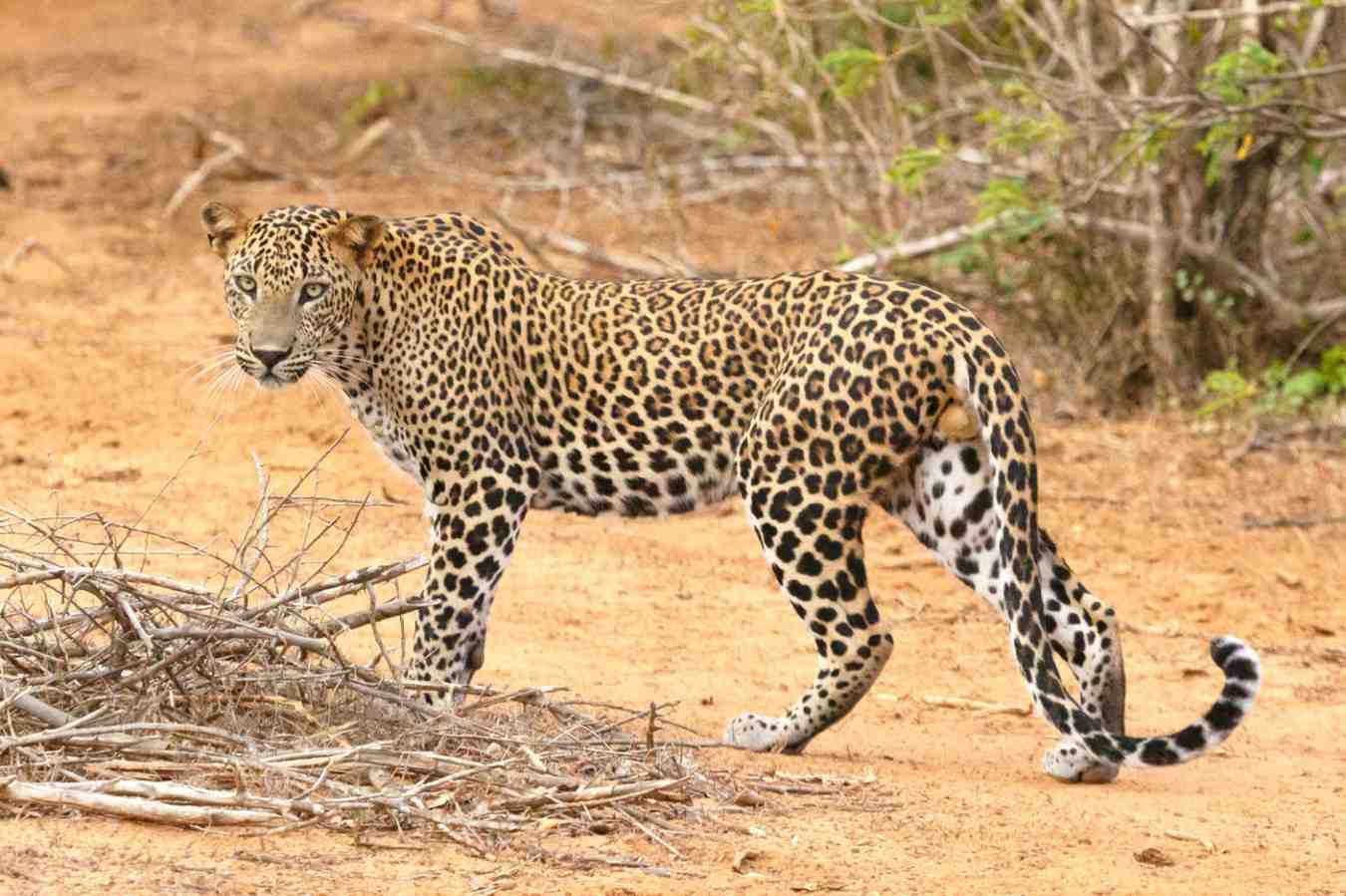 yala-national-park-sri-lanka