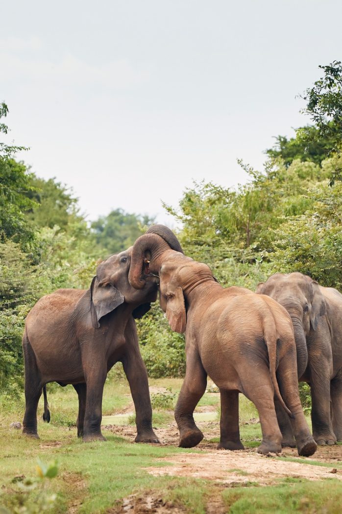 Elephants in the wild in Sri Lanka