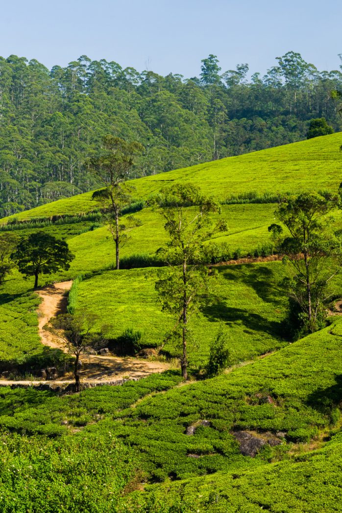 Green tea plantation in the mountains. Sri Lanka